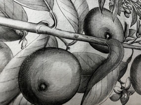 Photo of detail of page of Basil Besler's Hortus £ystettensis, 1613