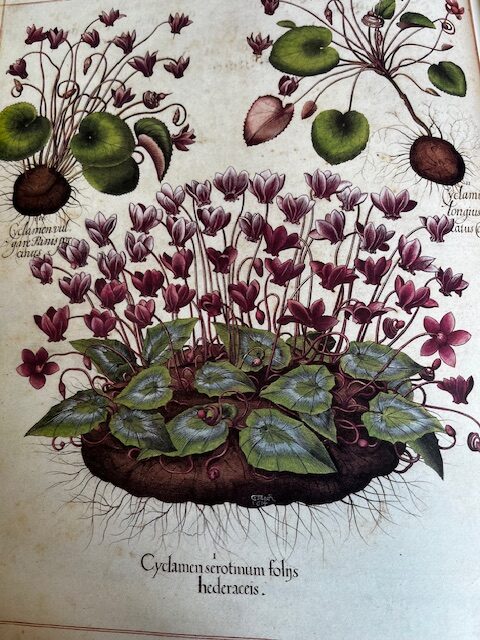 Photo of hand-coloured page of Basil Besler's Hortus Eystettensis, 1613
