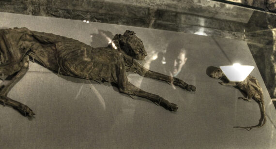 A desiccated cat and rat lie facing each other in a display case, on which the reflections of people are visible. 