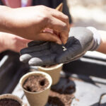 A head planting beans in soil