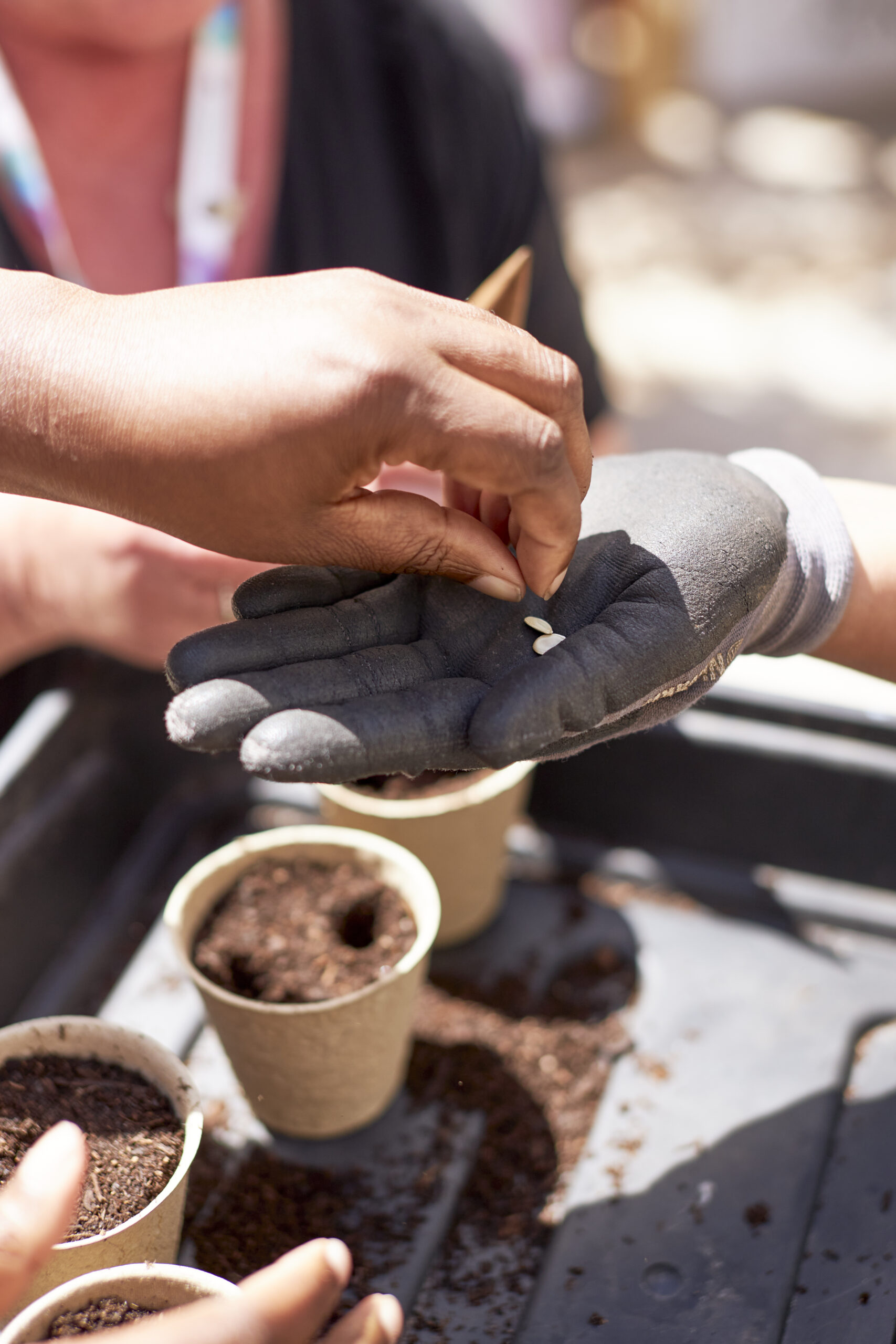 The Mighty Medieval Bean The Stoller Hall