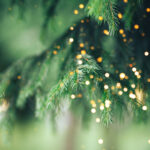 Closeup of christmas tree with fairy lights