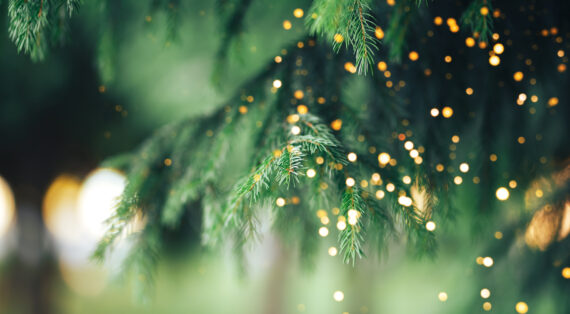 Closeup of christmas tree with fairy lights