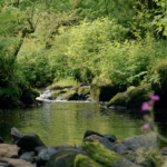 Camerata sounds of nature image
